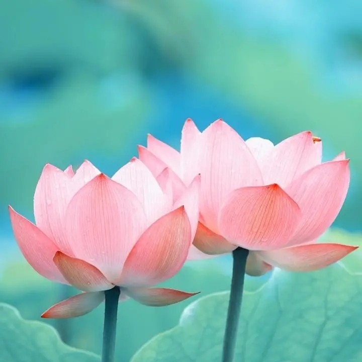 梦里云归何处寻