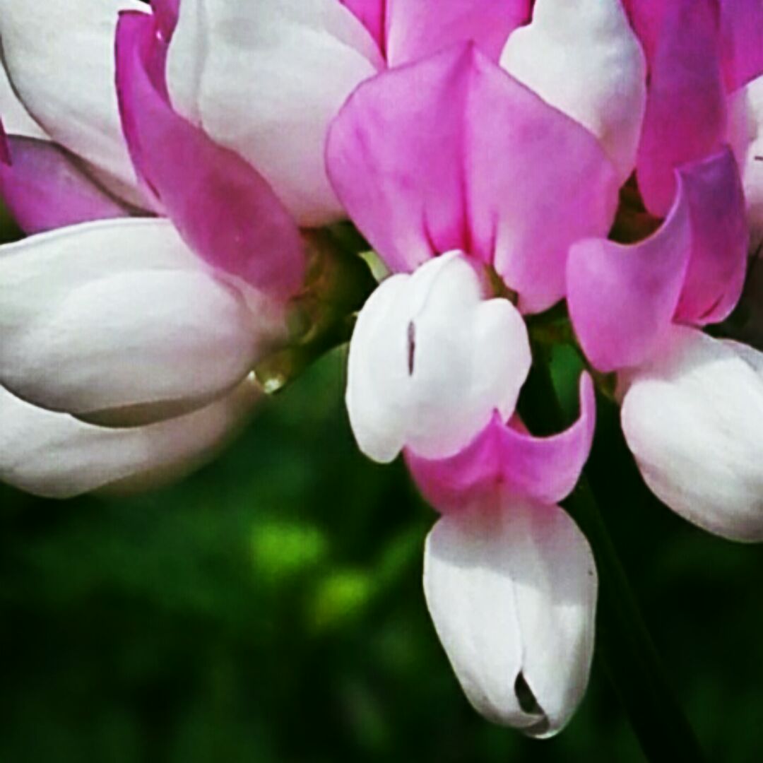 赶集的小彩霞天天