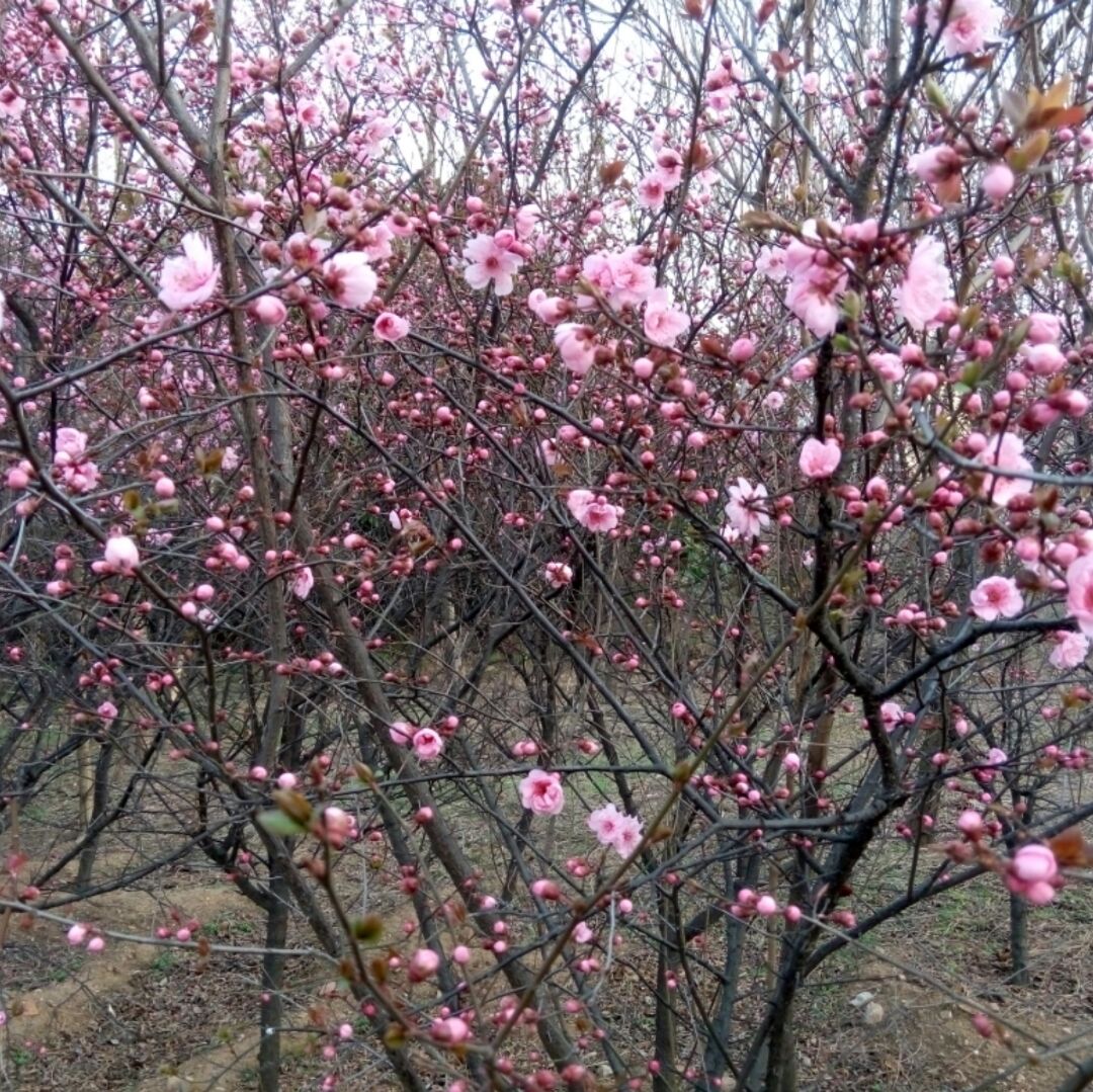 要爱我的猪猪猪