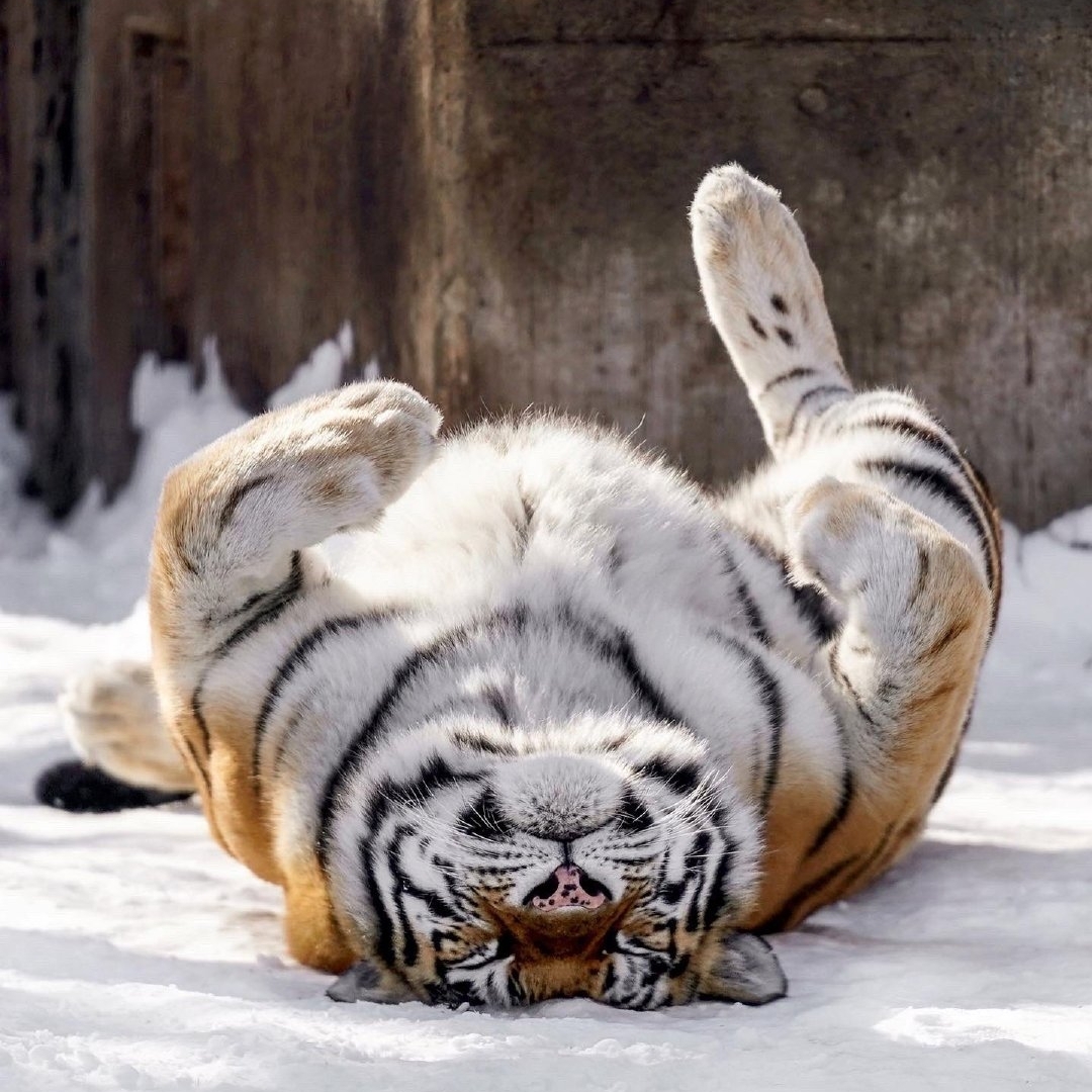 那就叫我呆呆兽吧