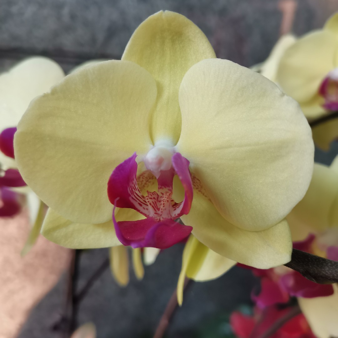 爱吃三杯鸡的蝈蝈