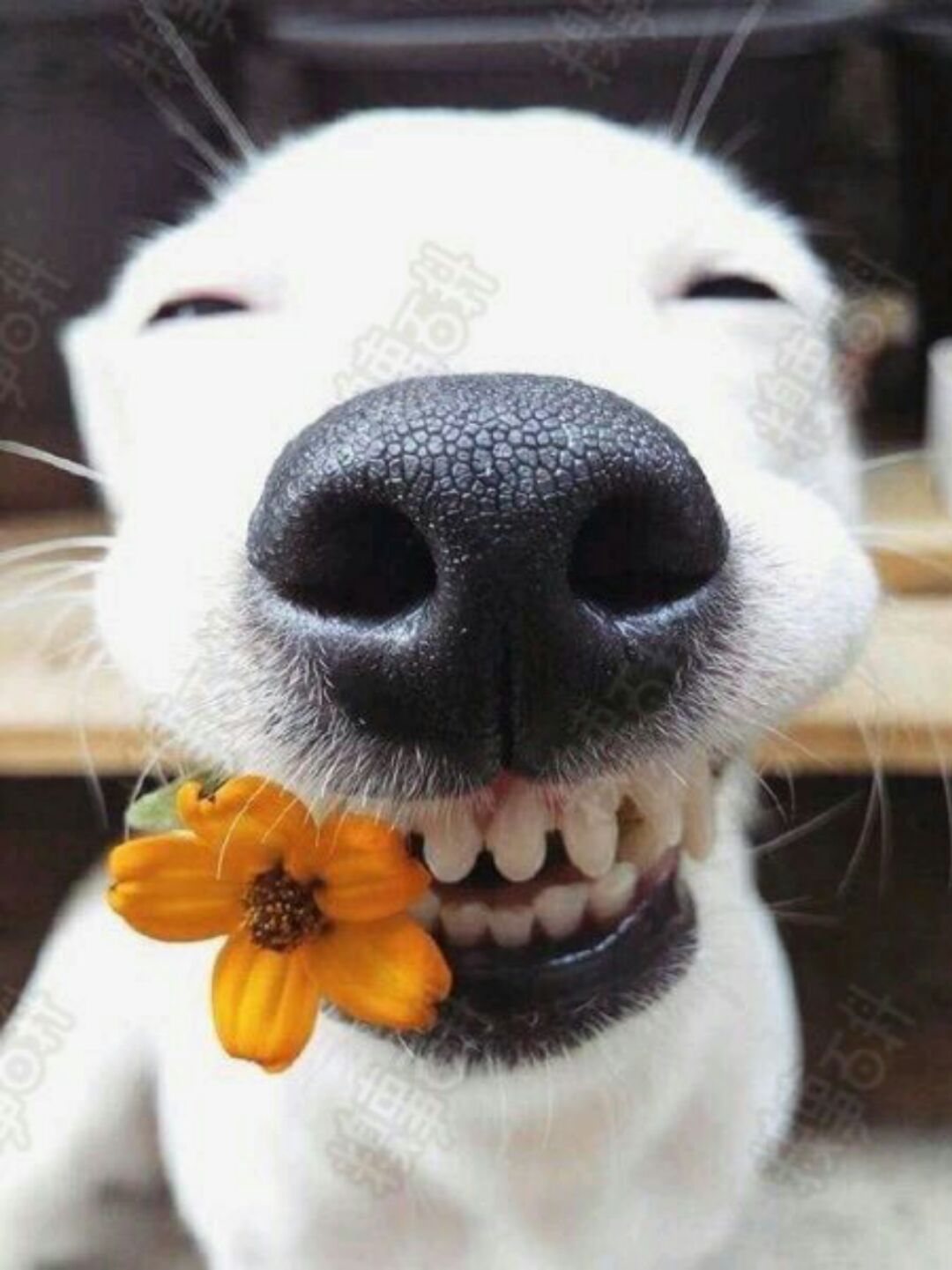 坑人的小逗比666