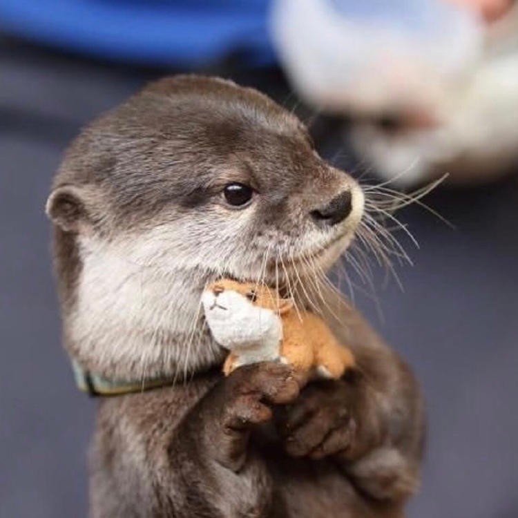 买火柴的小火柴盒