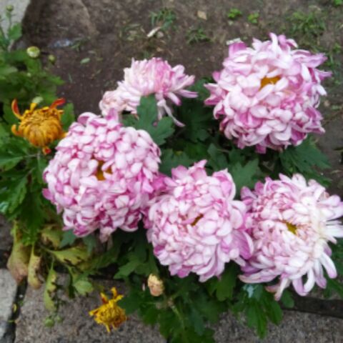 40岁的女人一枝花