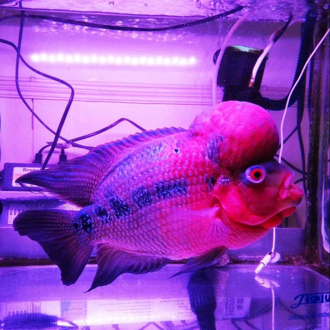 知者减半～省者全无