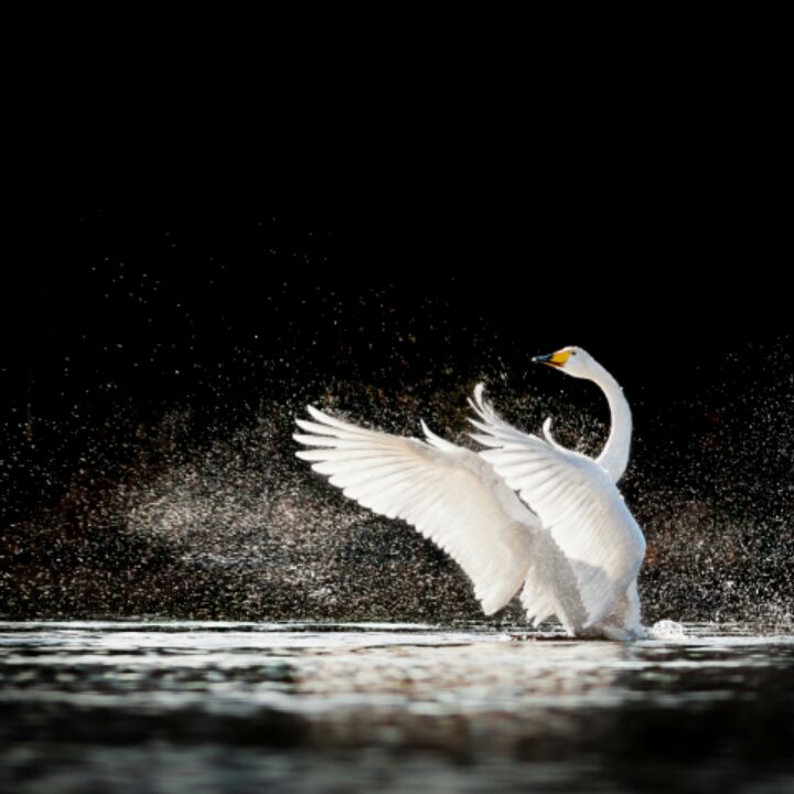 可爱的小肉包1314