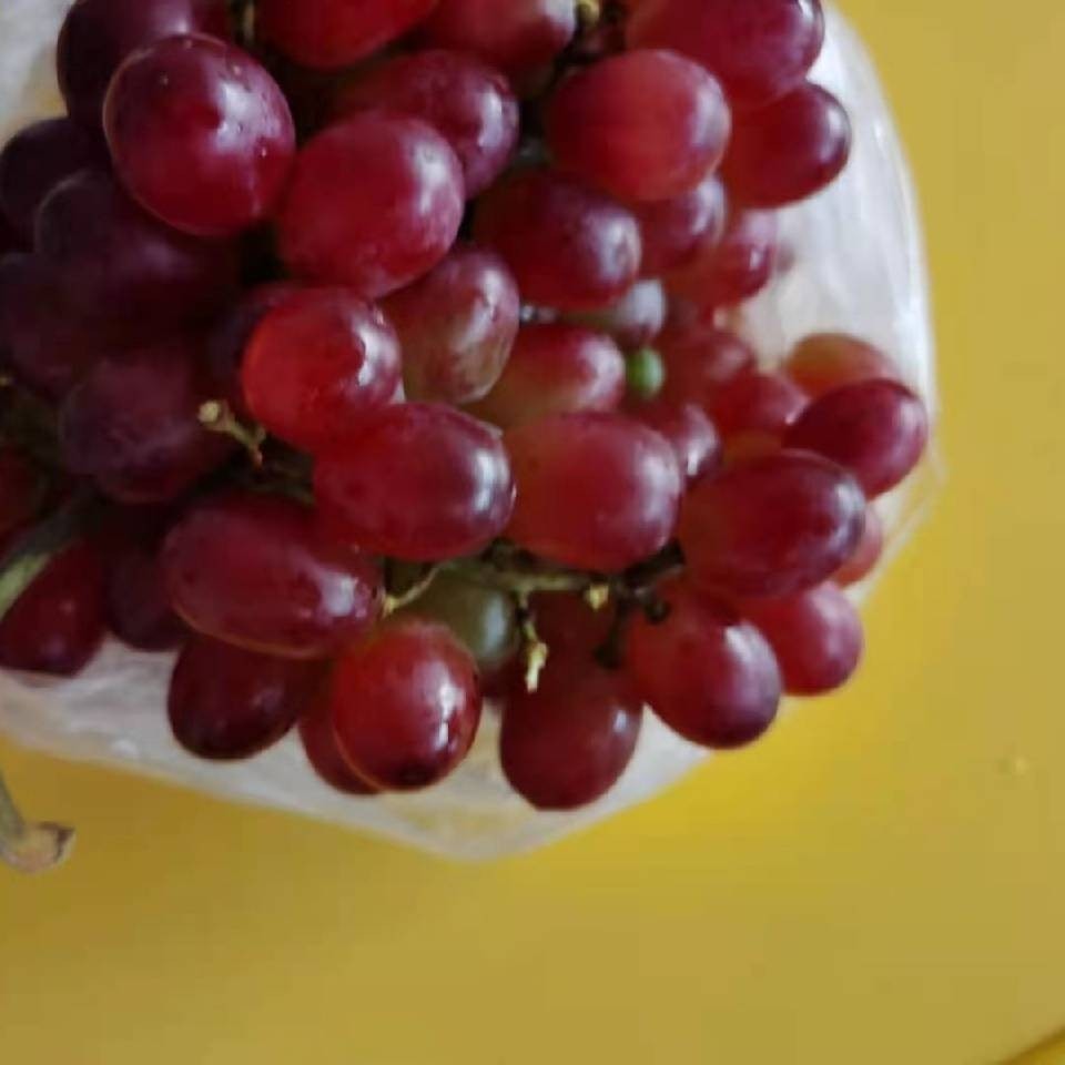 葡萄