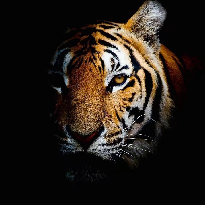 雷霆嘎巴无情哈拉少