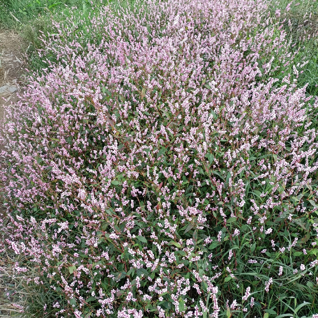 爱吃果果的东东