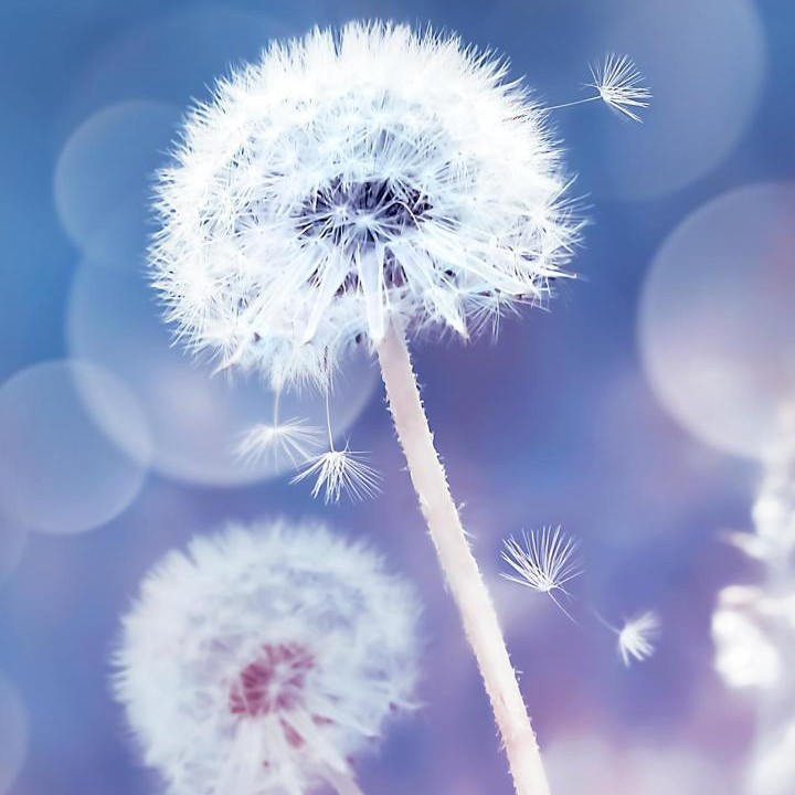 落在胸口的星星