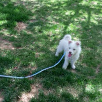 麦兜最爱叉烧丸