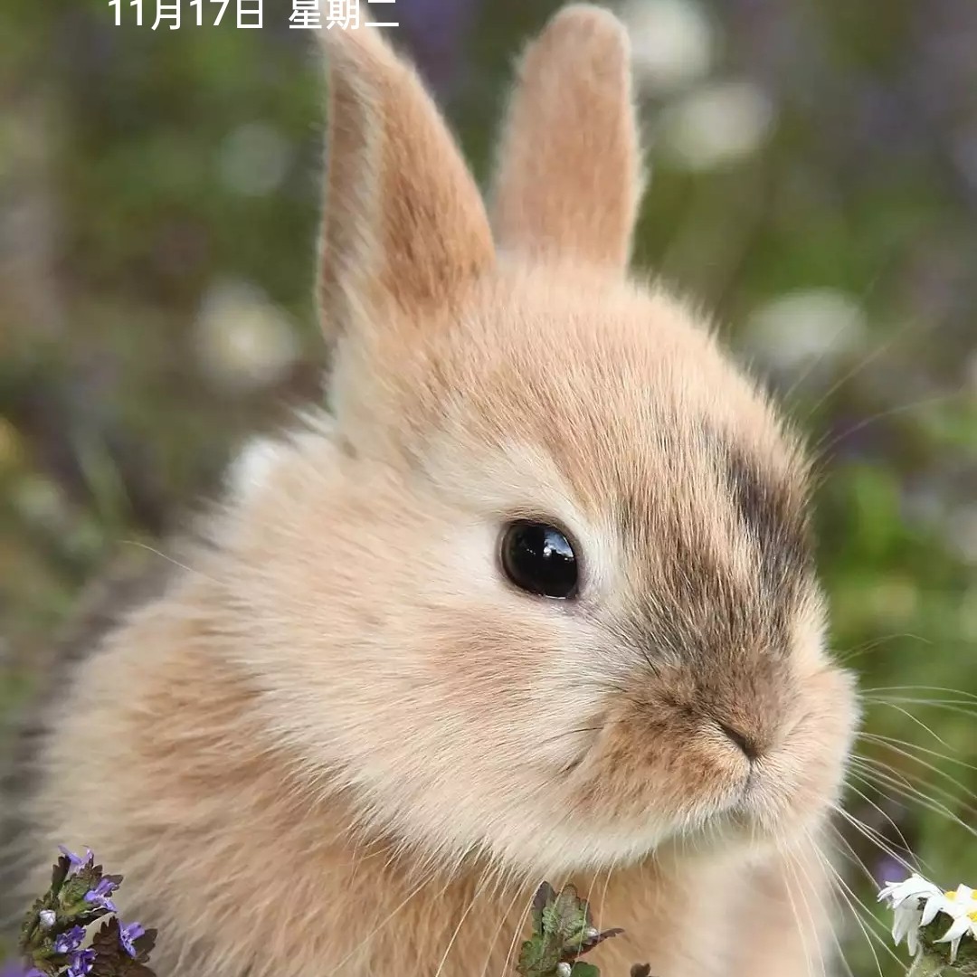 爱吃一品鲍鱼的探险家衣世