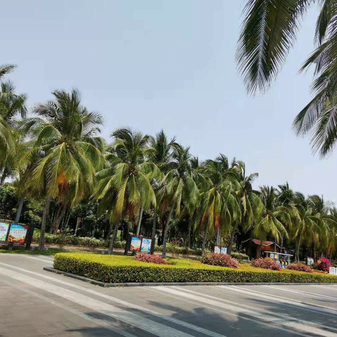 银白色的豆科牧草