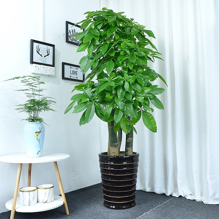 农村小伙子(-_^)