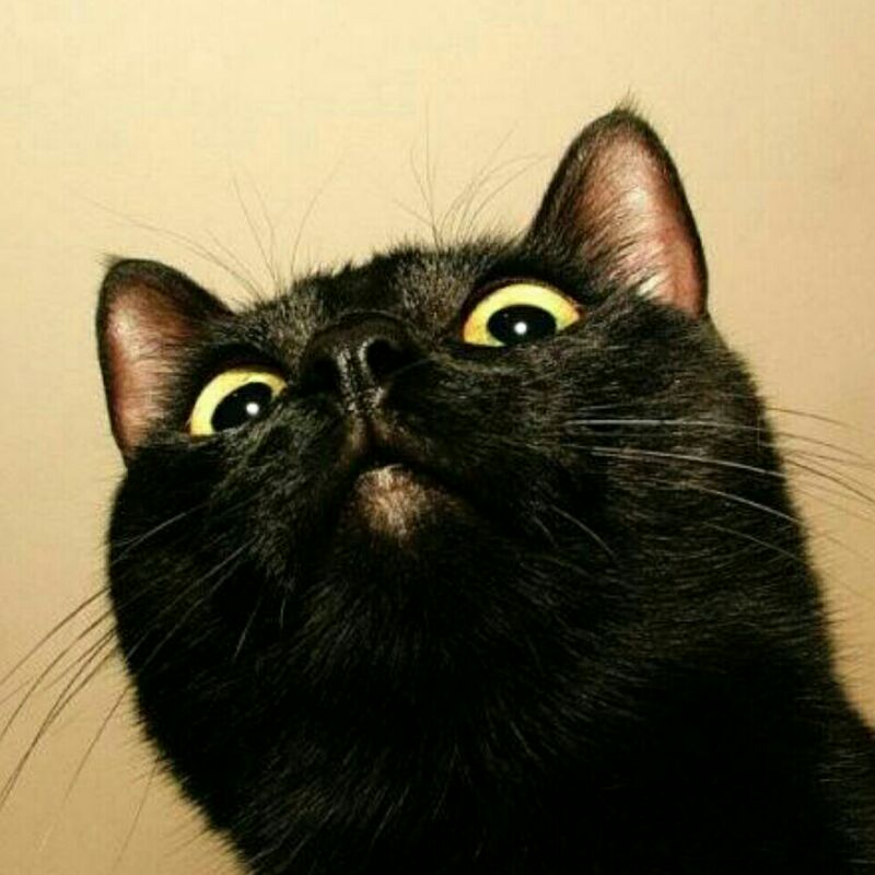 狗子的剁手生活