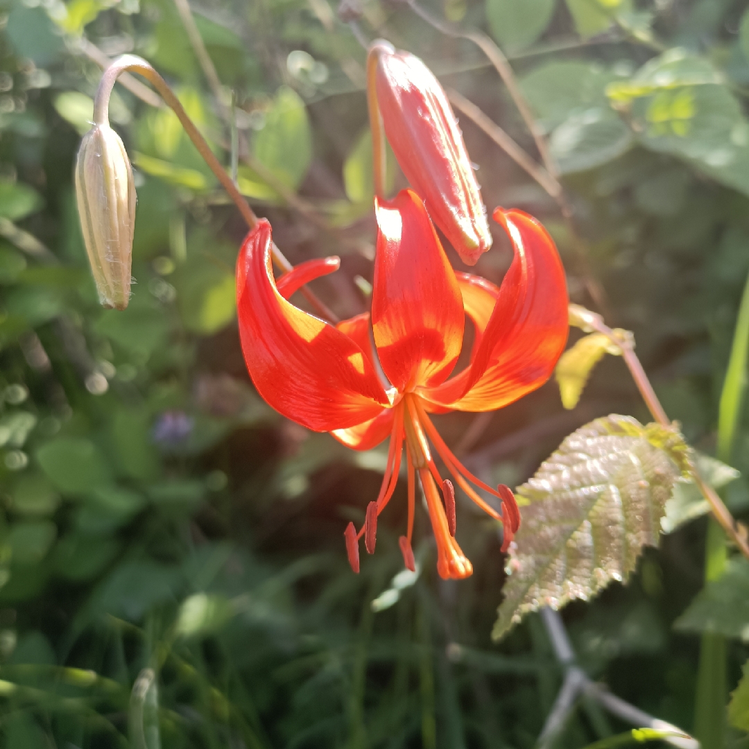 （欣^O^语:心愿）