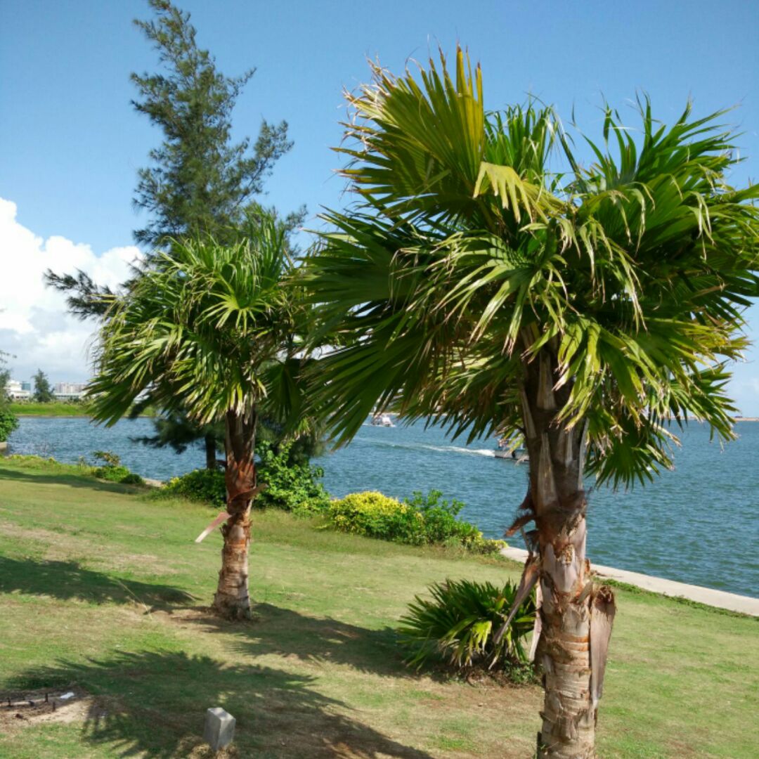 紫霞仙子的盖世英雄w