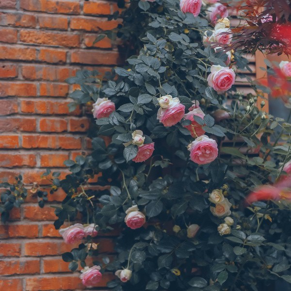 爱吃三丝一果的爱豆