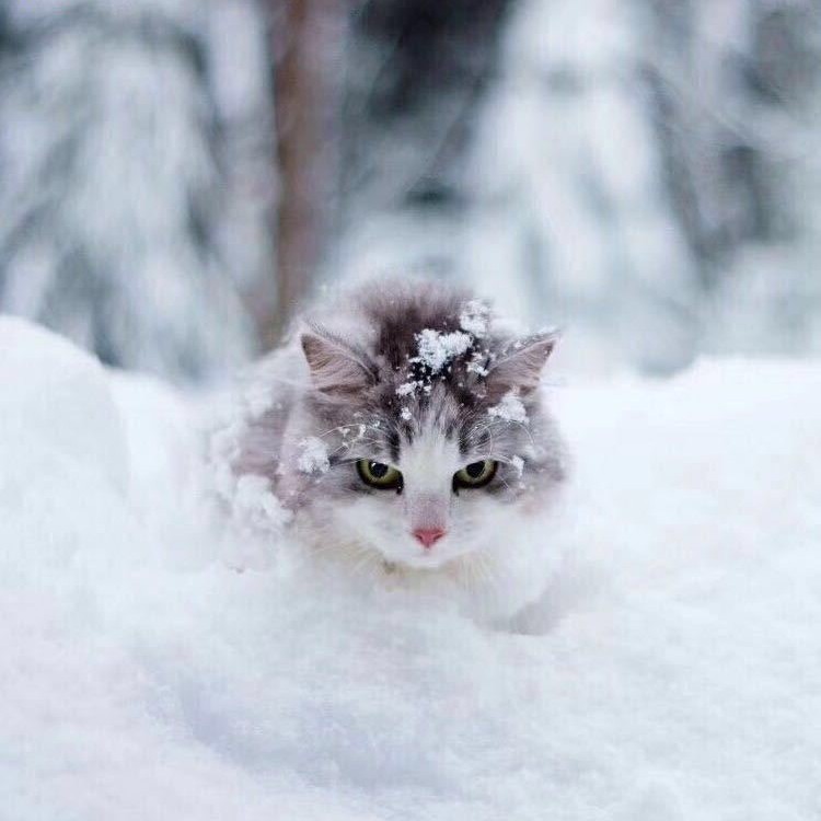 暗紫色的铁树果仁