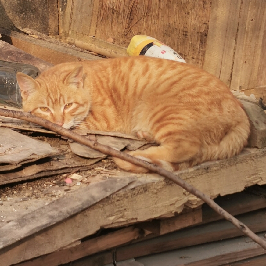 南方撅嘴的蒜苗