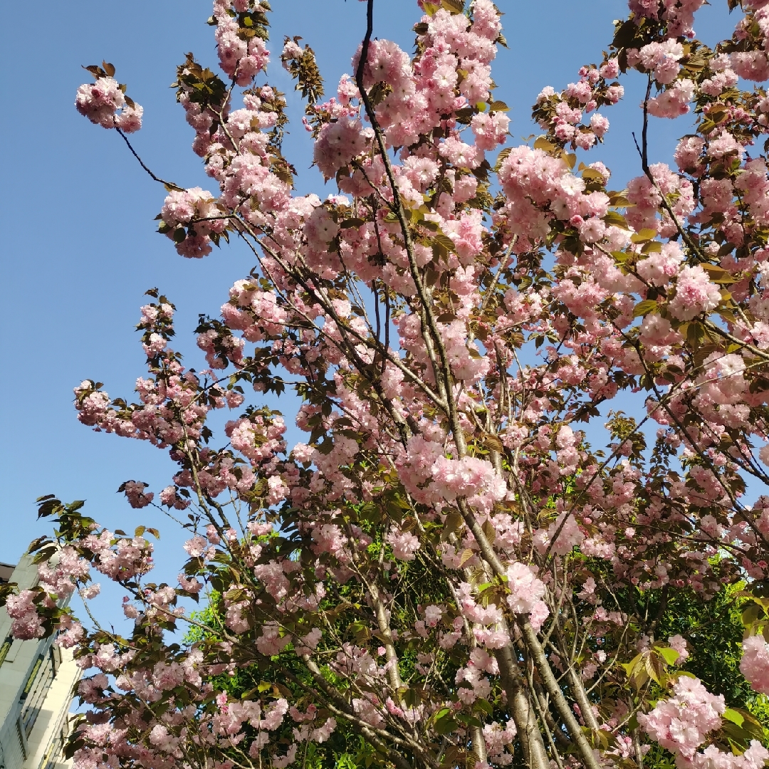 白先森、南城听风