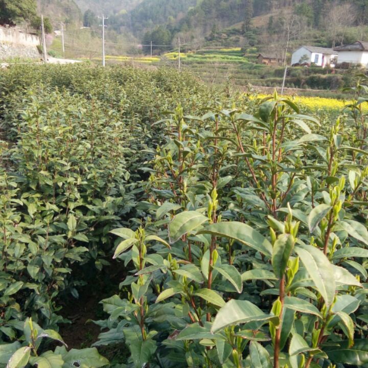 桐城小花香飘全国