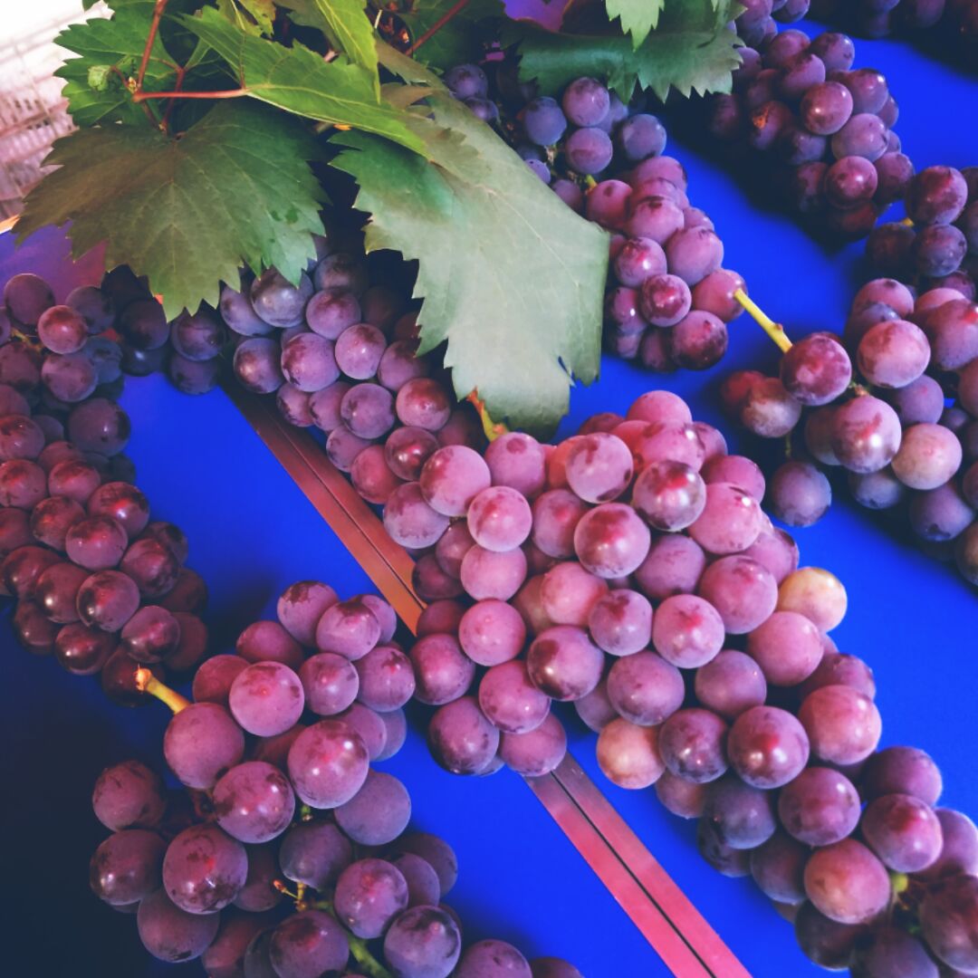 爱吃三冬火腿的眼神ep