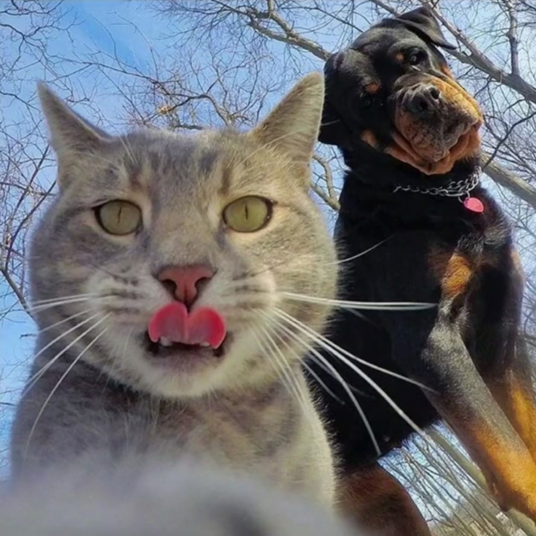 驼色的领春木科