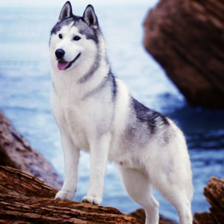 爱吃竹笋芽菜的钻石