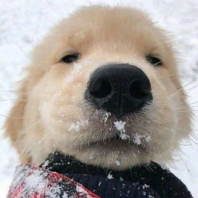 爱洗澡的红猴子1