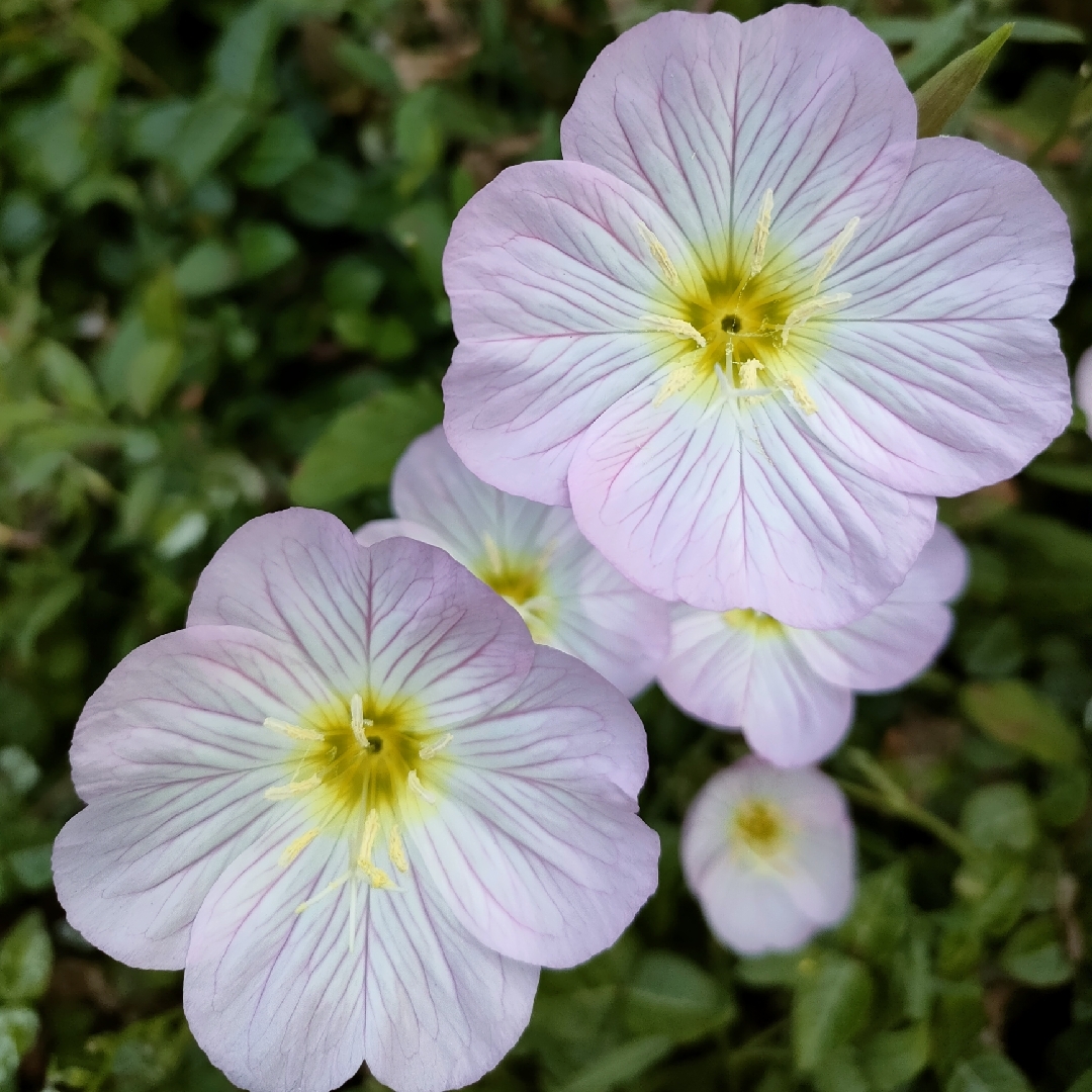 HC艾菲尔上的铁塔梦