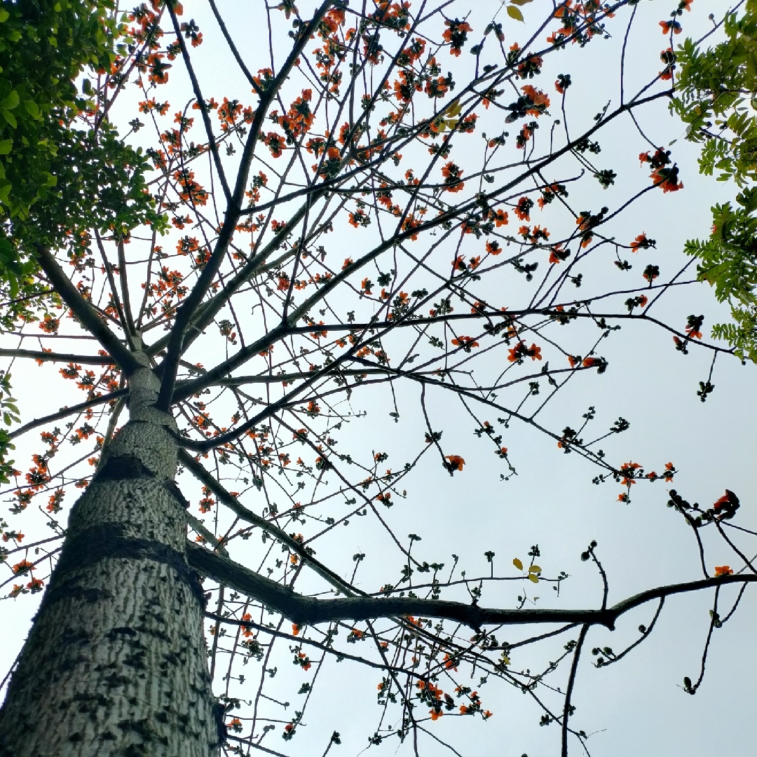 木棉花开了