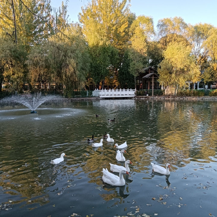 爱吃三七粉的清水