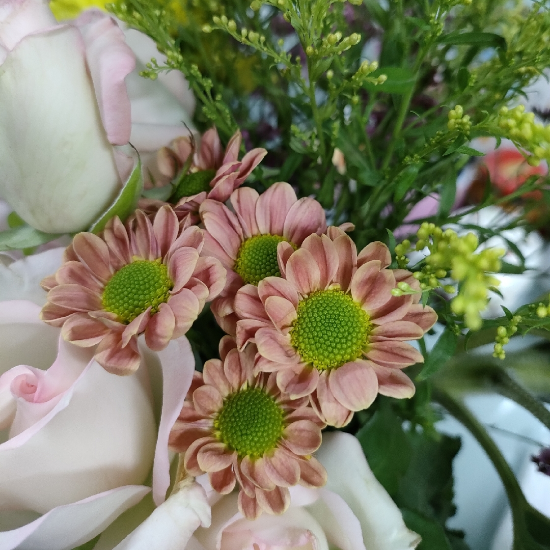 浅绿的高贵茜草b6