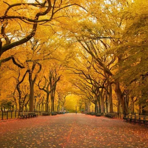 卡其色的上井草