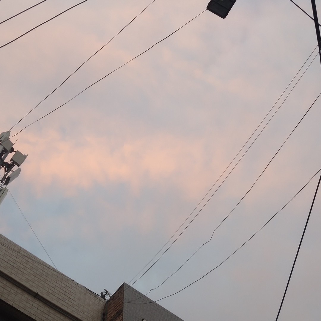 深黄色的大渡乌头