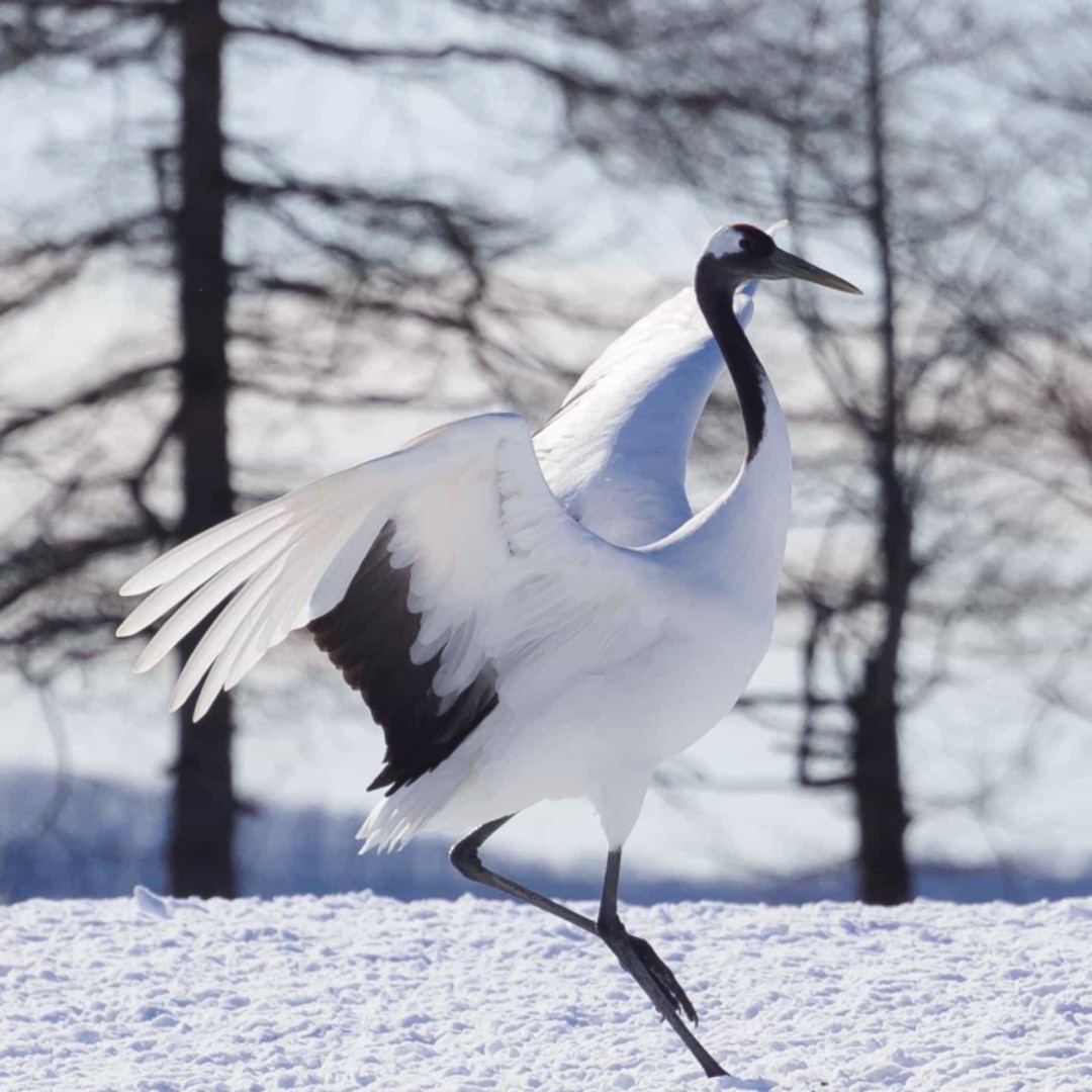 白蒙蒙的金地姬菇要努力