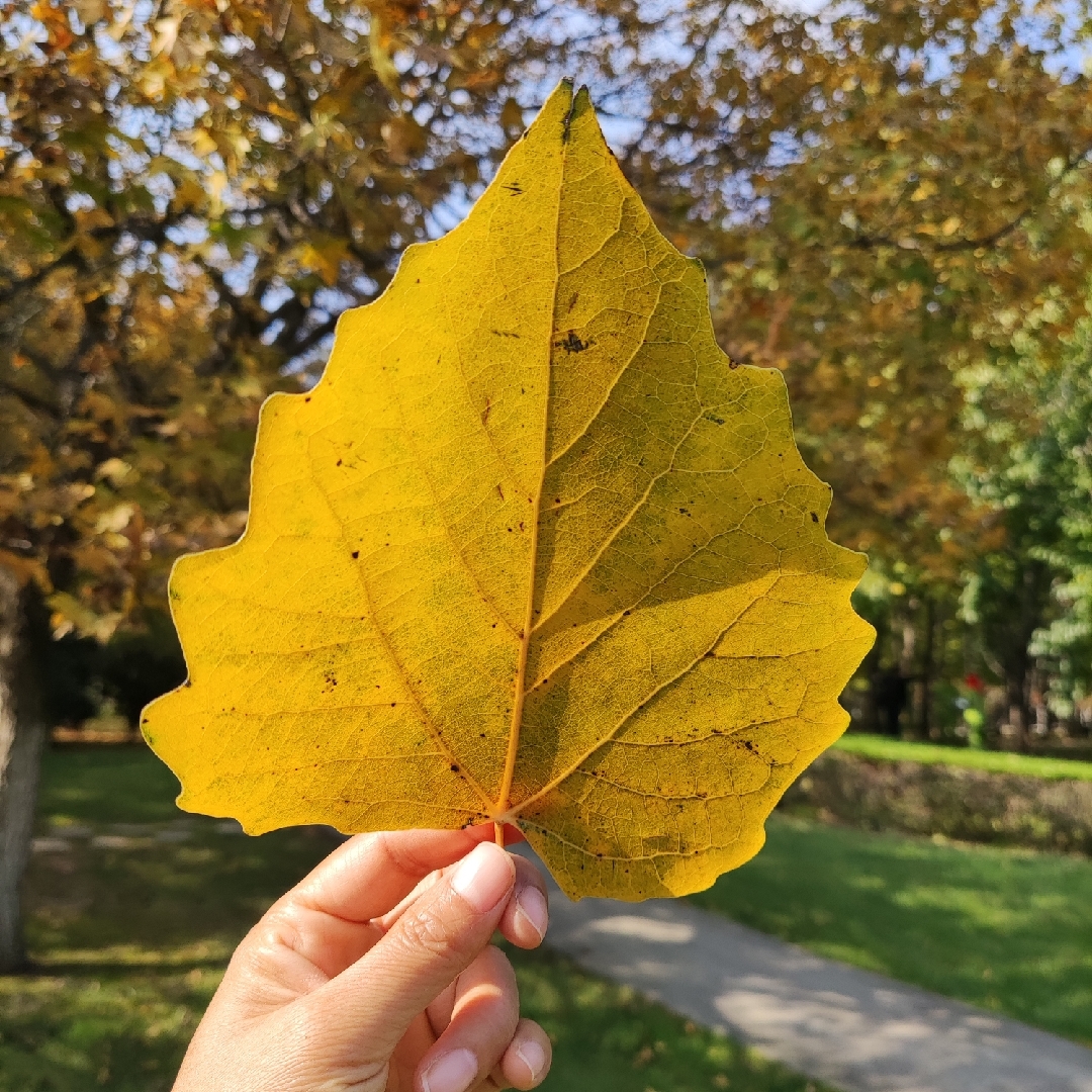你是风儿我是沙