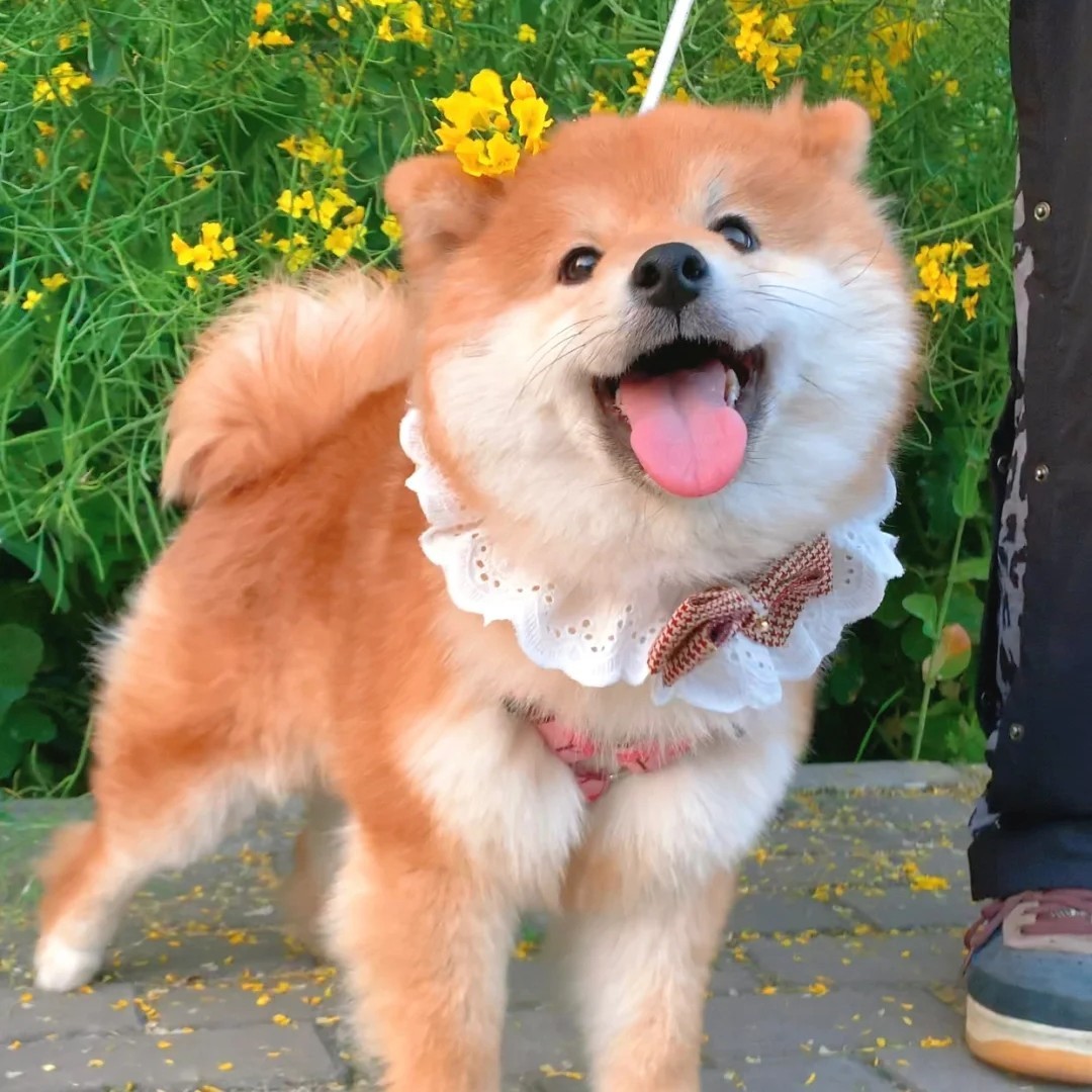 甜筒爱的甜甜圈