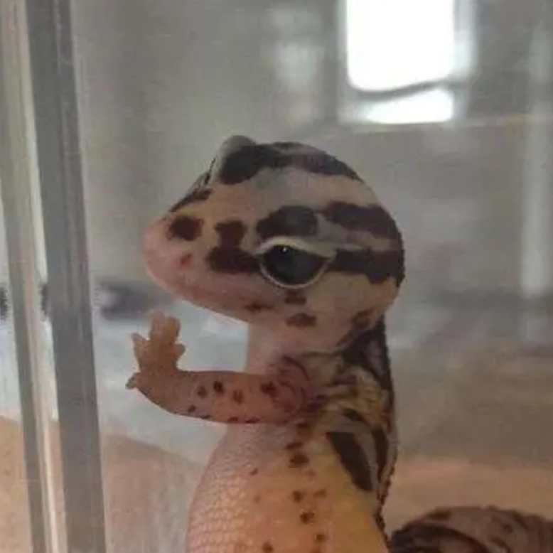 来自龙傲天的深情