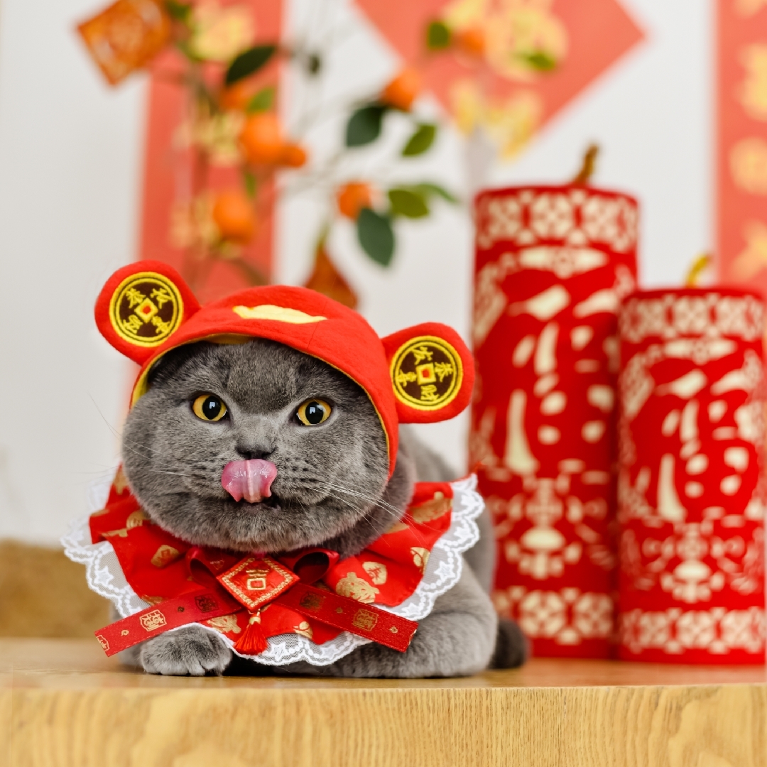 超哥养了一头牛