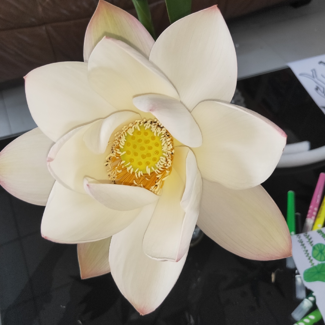 踩小姑娘的毒蘑菇