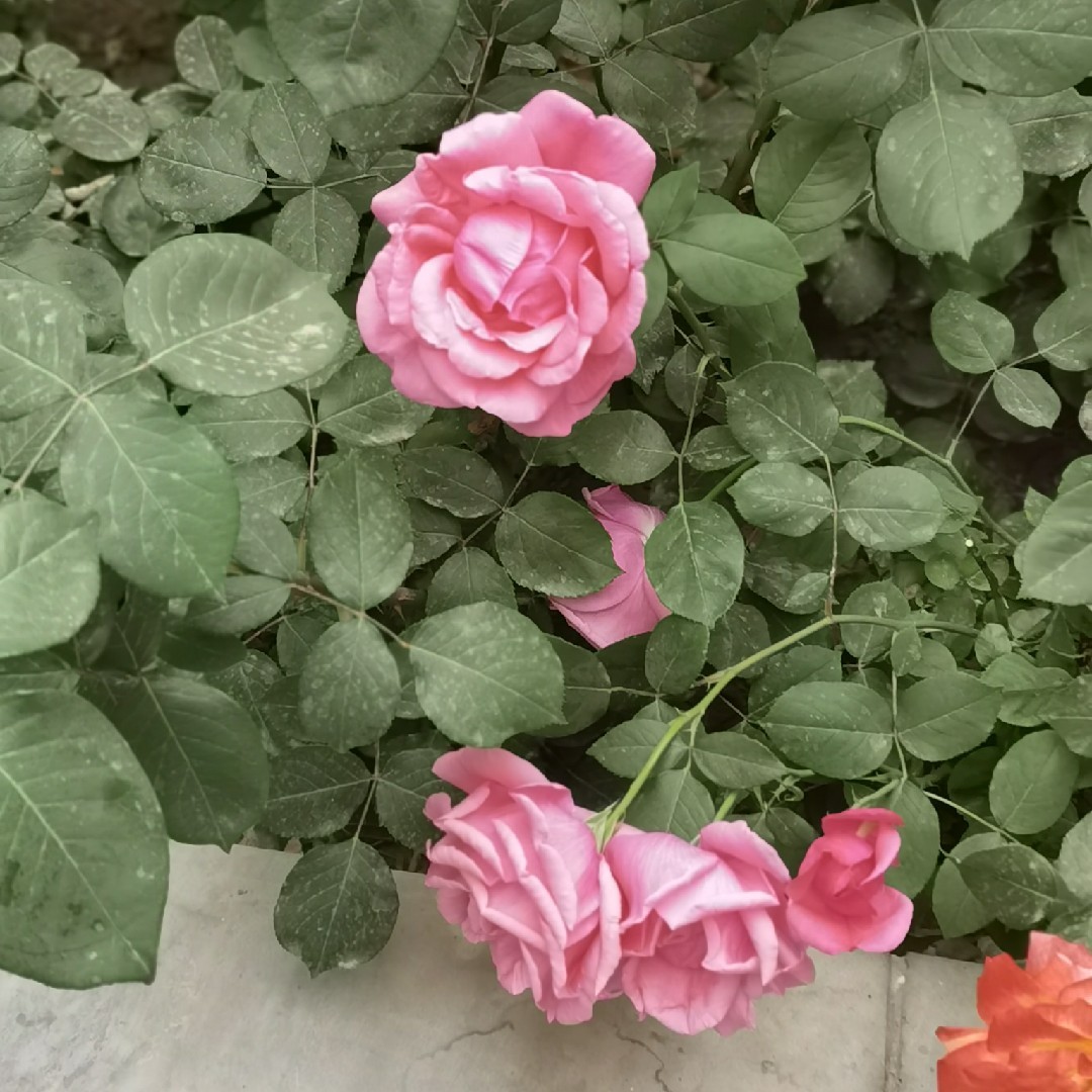 只看不买西森纳