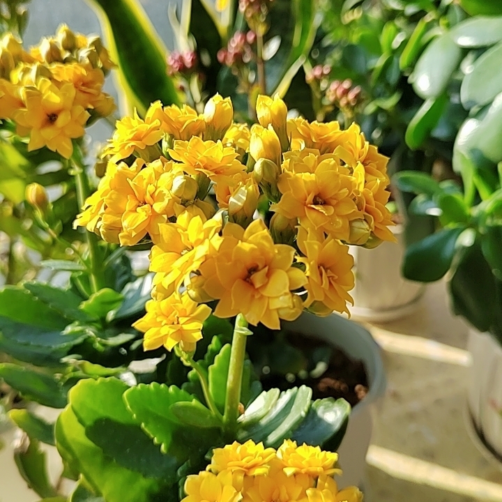 冬日里的一抹花香