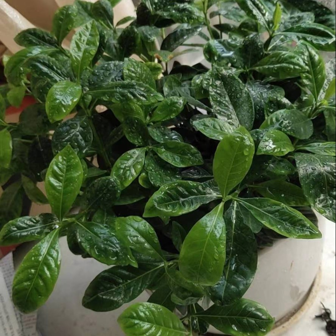 五彩缤纷的乌墨