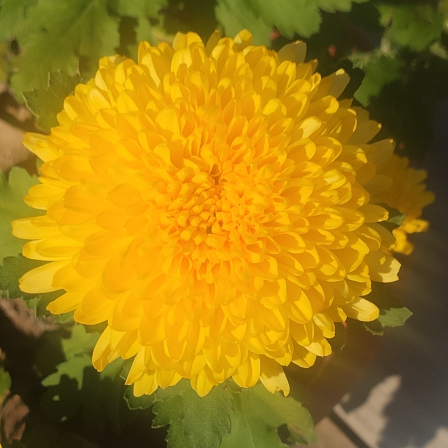 心中的女神想安静