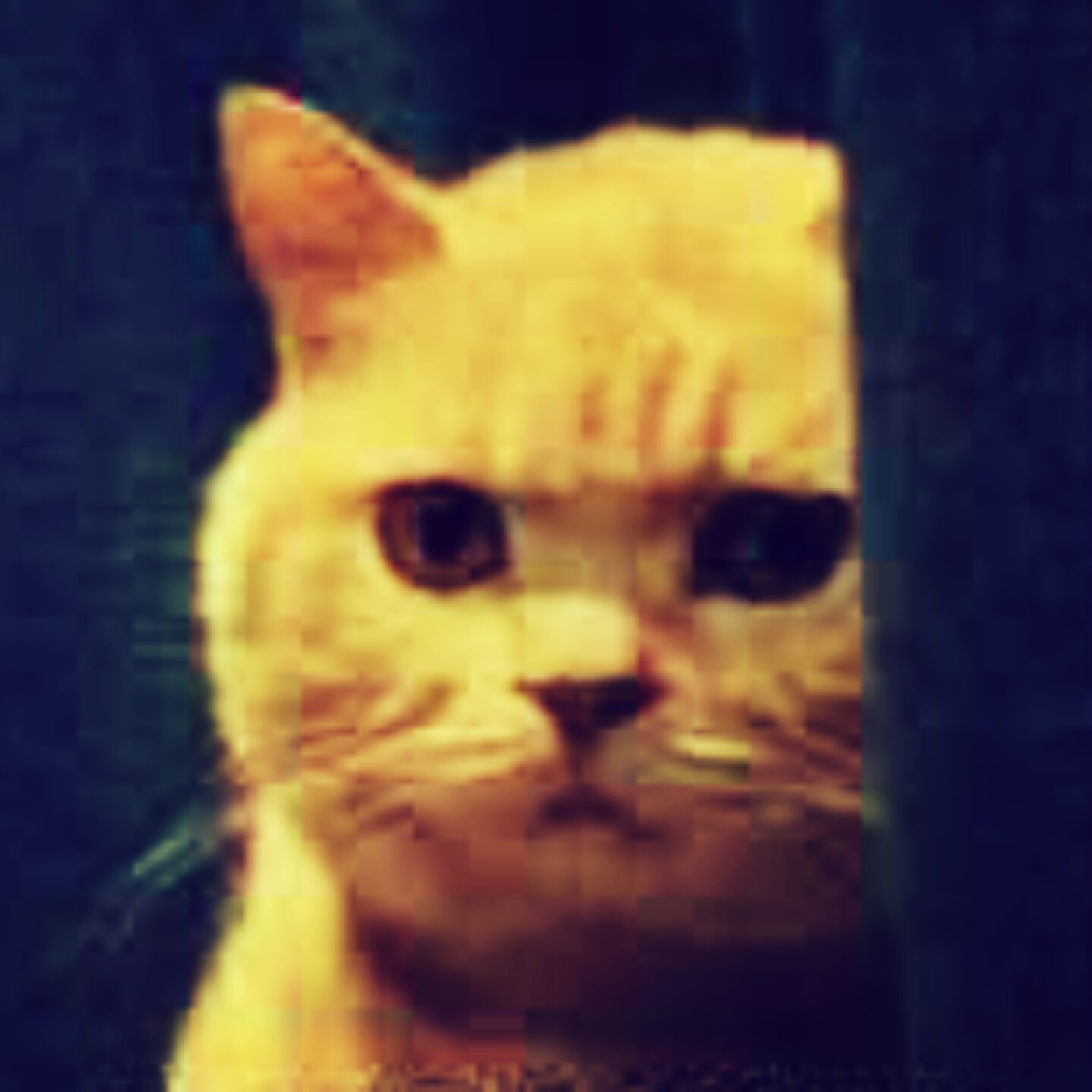 菜腿雏菊成长计划