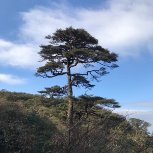 悠哉悠哉有决心