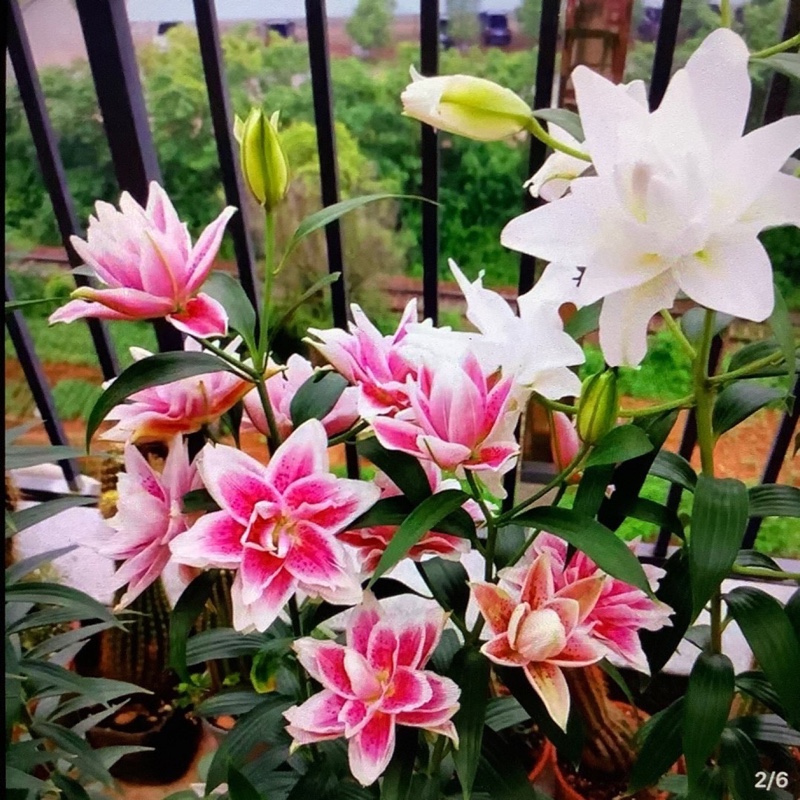 爱吃炼奶土司的舞者