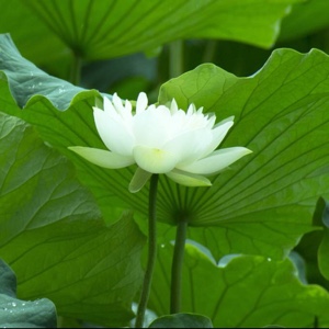 举世皆浊我独清ysq